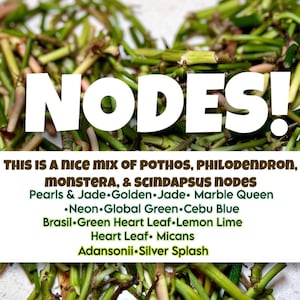 15 Vining Houseplant Nodes