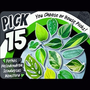 15 Houseplant Cuttings Variety, Bundle: Pothos, Philodendron,Monstera, Scindapsus- Water Propagation