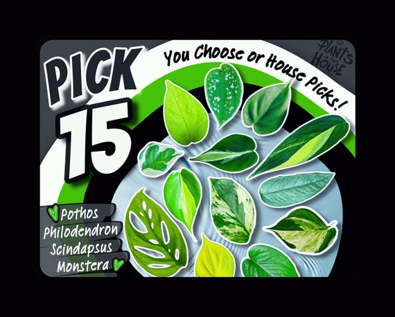 15 Houseplant Cuttings Variety, Bundle: Pothos, Philodendron,Monstera, Scindapsus- Water Propagation