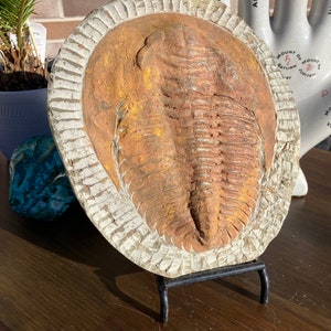 Large Authentic Trilobite Fossil Slate image 2