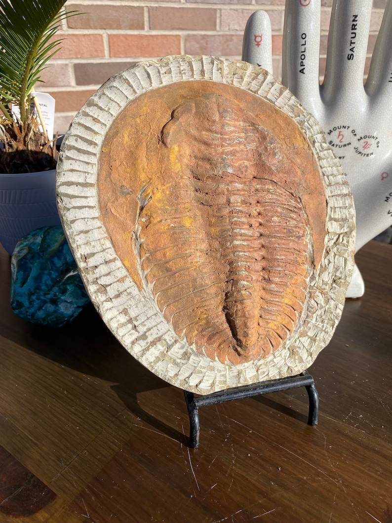 Large Authentic Trilobite Fossil Slate image 2