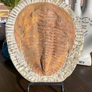 Large Authentic Trilobite Fossil Slate image 1