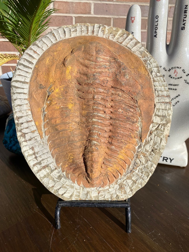 Large Authentic Trilobite Fossil Slate image 1