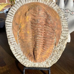 Large Authentic Trilobite Fossil Slate image 4