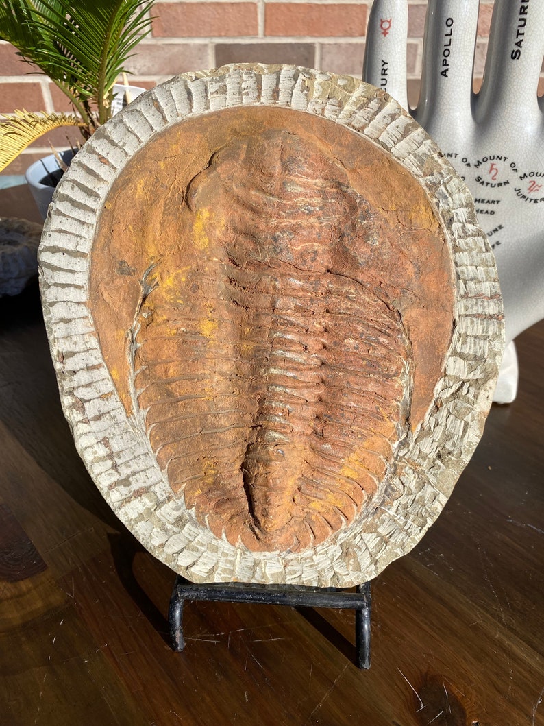 Large Authentic Trilobite Fossil Slate image 4