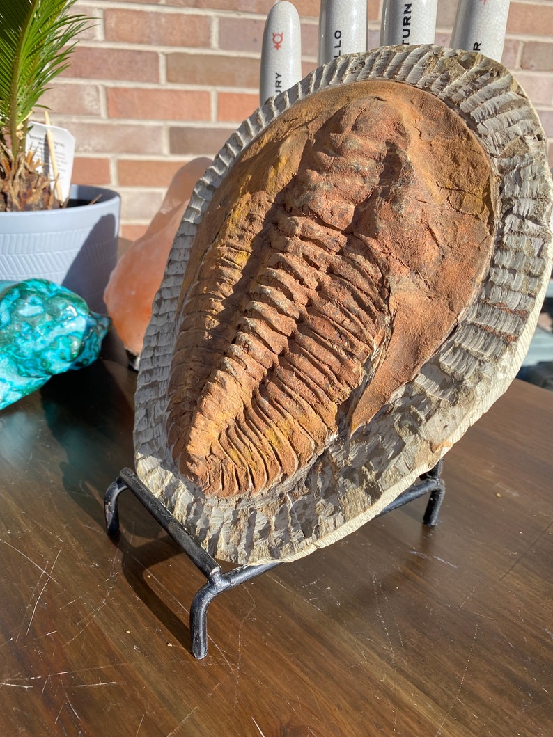 Large Authentic Trilobite Fossil Slate image 3
