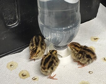 Yellow Chick Waterer (4 Pack) For Poultry, Pheasant, Quail - Mason Jar NOT Included