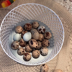 May include: A white wire basket filled with speckled brown and white quail eggs. Some of the eggs are white with a light blue tint. The basket is sitting on a woven straw placemat.