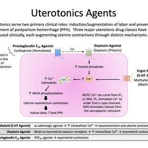 May include: Diagram of Uterotonics Agents, illustrating the mechanisms of action for labor induction and postpartum hemorrhage treatment. Includes Prostaglandin F2A Agonist, Oxytocin Agonist, and Ergot Alkaloid pathways. Text includes notes on asthma and calcium.