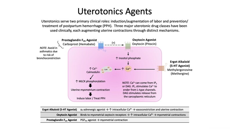 May include: Diagram of Uterotonics Agents, illustrating the mechanisms of action for labor induction and postpartum hemorrhage treatment. Includes Prostaglandin F2A Agonist, Oxytocin Agonist, and Ergot Alkaloid pathways. Text includes notes on asthma and calcium.