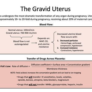 May include: Diagram titled "The Gravid Uterus" detailing uterine blood flow during pregnancy. It includes information on blood flow, factors affecting it, and drug transfer across the placenta. The diagram uses text and arrows to illustrate the concepts.