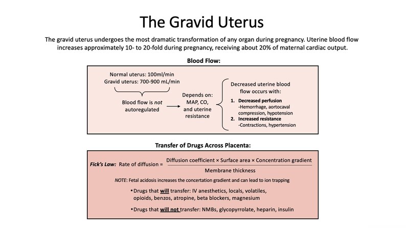 May include: Diagram titled "The Gravid Uterus" detailing uterine blood flow during pregnancy. It includes information on blood flow, factors affecting it, and drug transfer across the placenta. The diagram uses text and arrows to illustrate the concepts.
