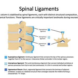 May include: Anatomy diagram of spinal ligaments, including the supraspinous, interspinous, and ligamentum flavum. The illustration shows the vertebral column with highlighted ligaments in blue, with text descriptions.