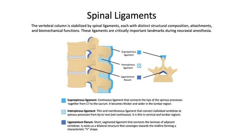 May include: Anatomy diagram of spinal ligaments, including the supraspinous, interspinous, and ligamentum flavum. The illustration shows the vertebral column with highlighted ligaments in blue, with text descriptions.