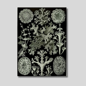 Ernst Haeckel Lichenes Canvas Print: Art Forms of Nature
