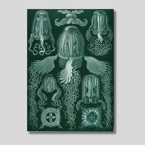 Ernst Haeckel Cubomedusae Canvas Print: Vintage Biology Science Poster
