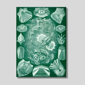 Ernst Haeckel Teleostei Canvas Print, Seahorse Print, Shells and Fish, Biology Poster, Science Photo Poster, Sea Life, Art Forms of Nature