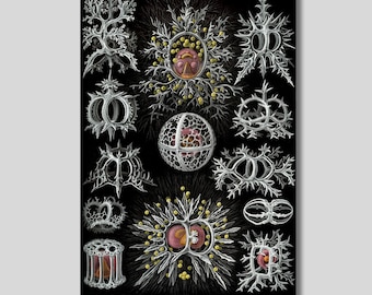 Ernst Haeckel Stephoidea Print: Marine Biology Canvas Poster