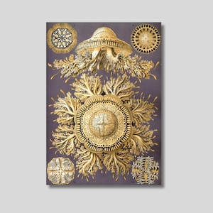 Ernst Haeckel Discomedusae Canvas Print: Vintage Biology Poster