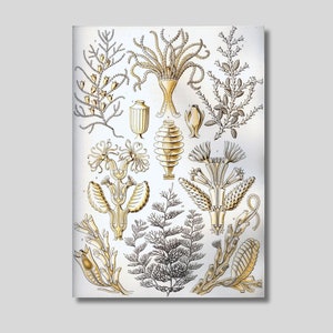 Ernst Haeckel Sertulariae Canvas Print, The Beauty of Form in Nature, Biology Poster, Science Poster, Sea Life Print, Nautical Decor