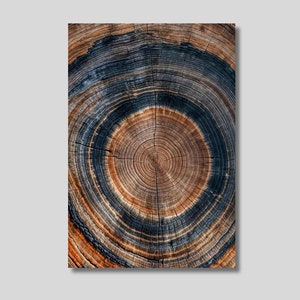 Tree Rings Canvas Art: Wood Texture Print, Abstract Wall Decor
