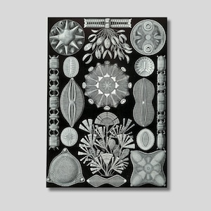 Ernst Haeckel Diatomea Canvas Print: Marine Biology Poster
