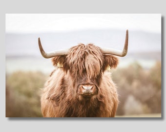 "Hochland Kuh ""Highland Kuh"" : Schottische Wildstier 20x20cm, Bauernhaus Deko"