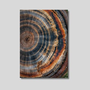 Tree Rings Canvas Art: Abstract Wood Texture Print
