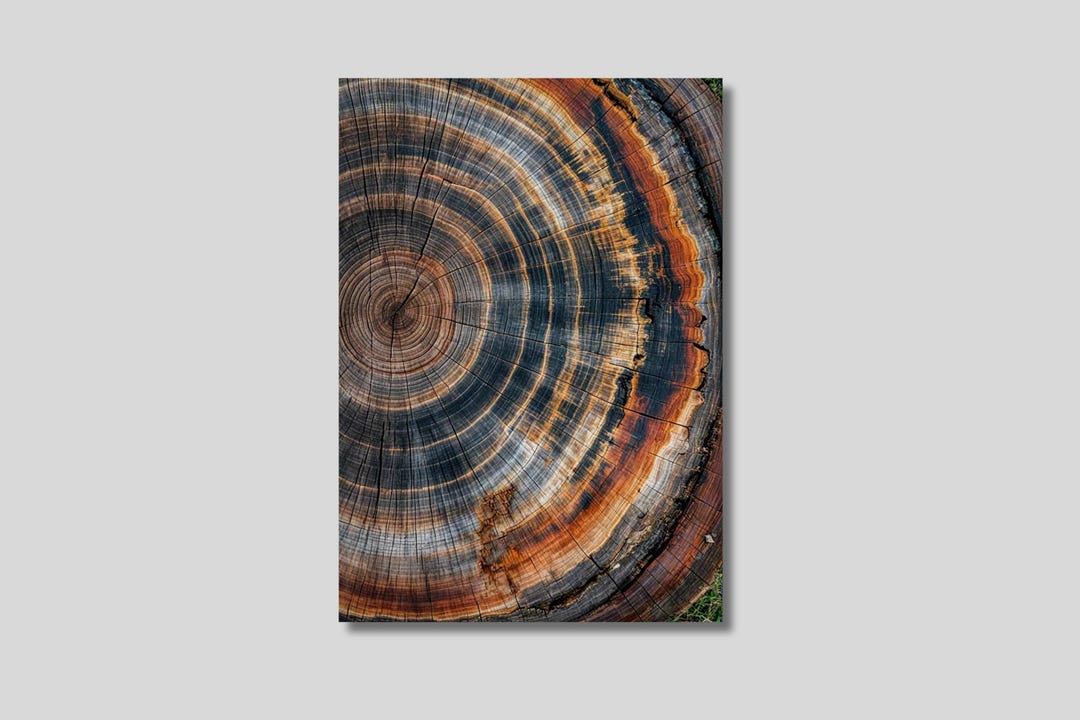 Tree Rings Canvas Art: Abstract Wood Texture Print - Etsy