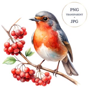 Clipart Robin, Clipart uccello, Uccello sul ramo, Acquerello stampabile, PNG trasparenti, JPG, Download digitale istantaneo, Sublimazione