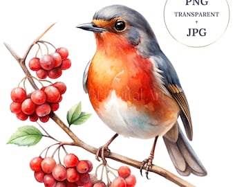 Christmas Robin Clipart, Birds Clipart, Bird on Branch, Printable Watercolor, Transparent PNGs, JPGs, Instant Digital Download, Sublimation