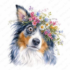 Può includere: Un'illustrazione ad acquerello di un cane blue merle con segni color marrone chiaro e bianco, caratterizzato da una grande e colorata corona floreale composta da margherite, fiori rosa e piccoli fiori blu sulla testa su sfondo bianco.