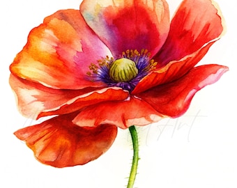 Mohnblumen Clipart, Aquarell Mohnblume, Blumenbilder, Blumen Clipart, digitaler Download, Printable Cliparts , Kommerzielle Lizenz, JPG-PNG