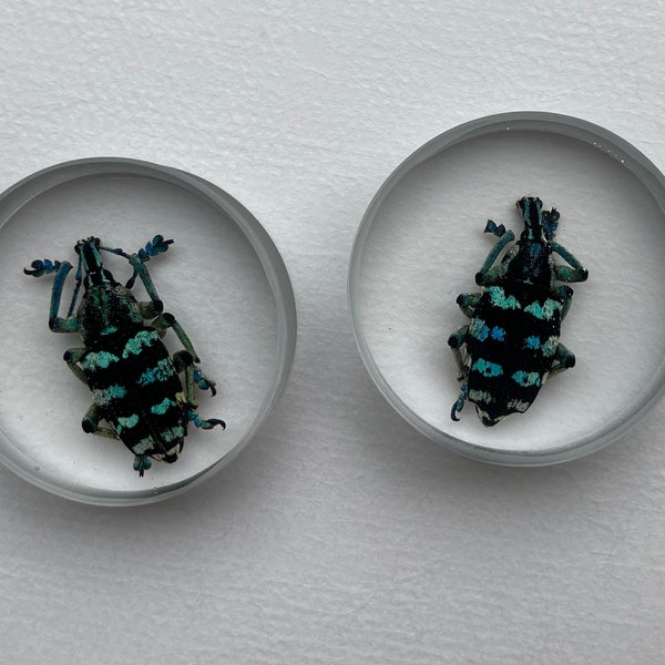 Insect Gauges Etsy