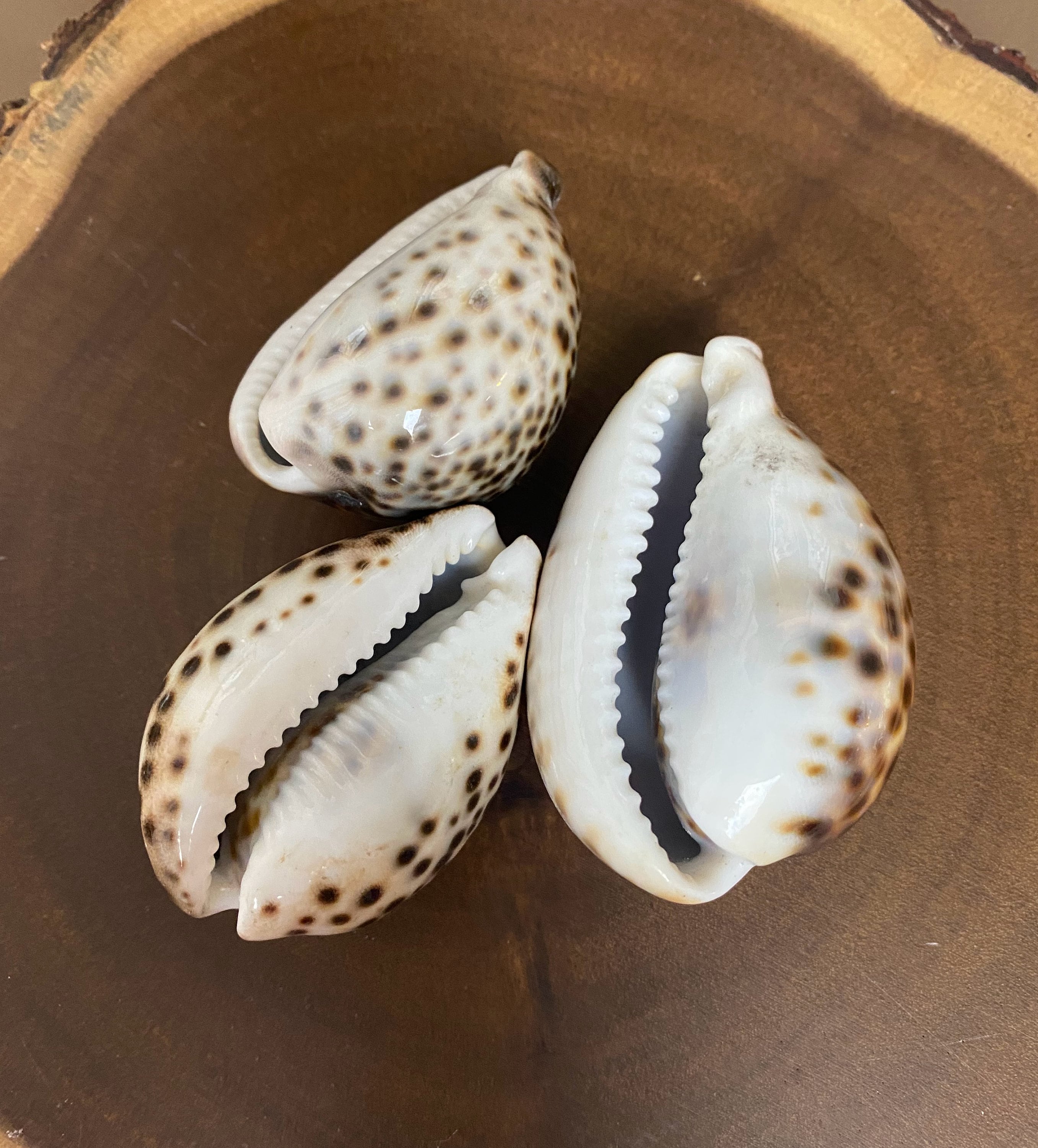 W0083 3個セット / 大型ヴィンテージ天然貝 / タイガータカラガイ
