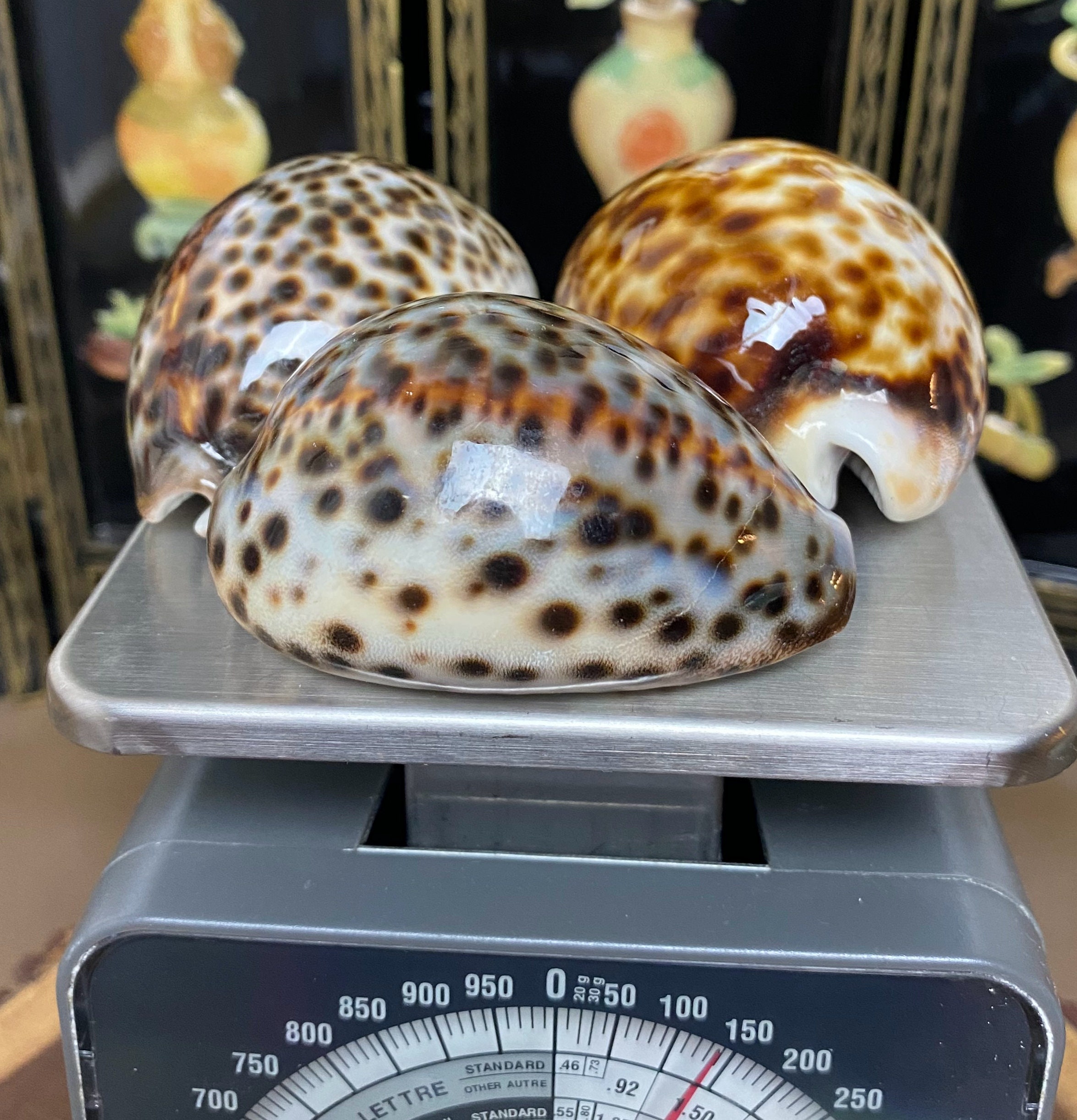 W0083 3個セット / 大型ヴィンテージ天然貝 / タイガータカラガイ