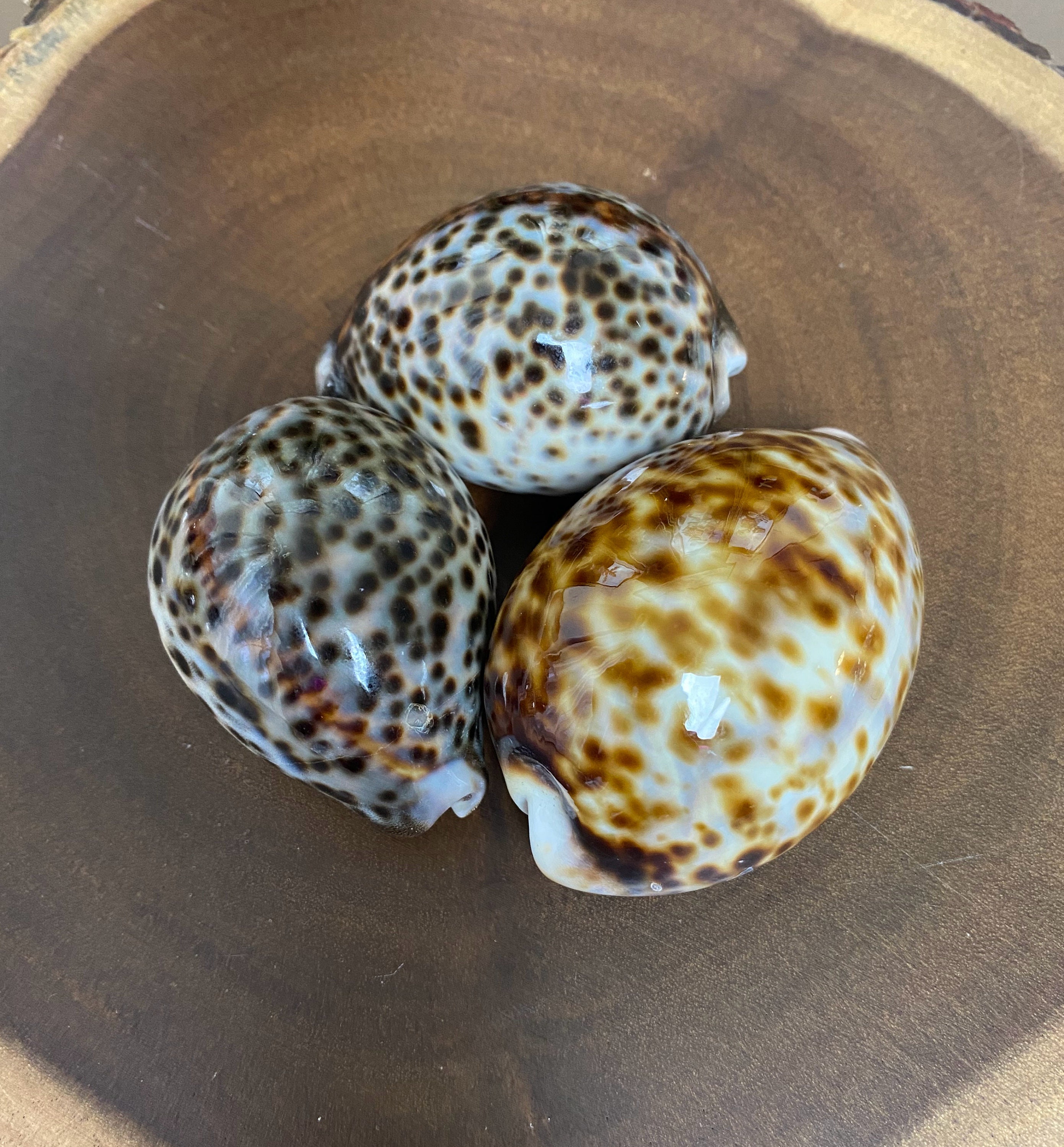 W0083 3個セット / 大型ヴィンテージ天然貝 / タイガータカラガイ
