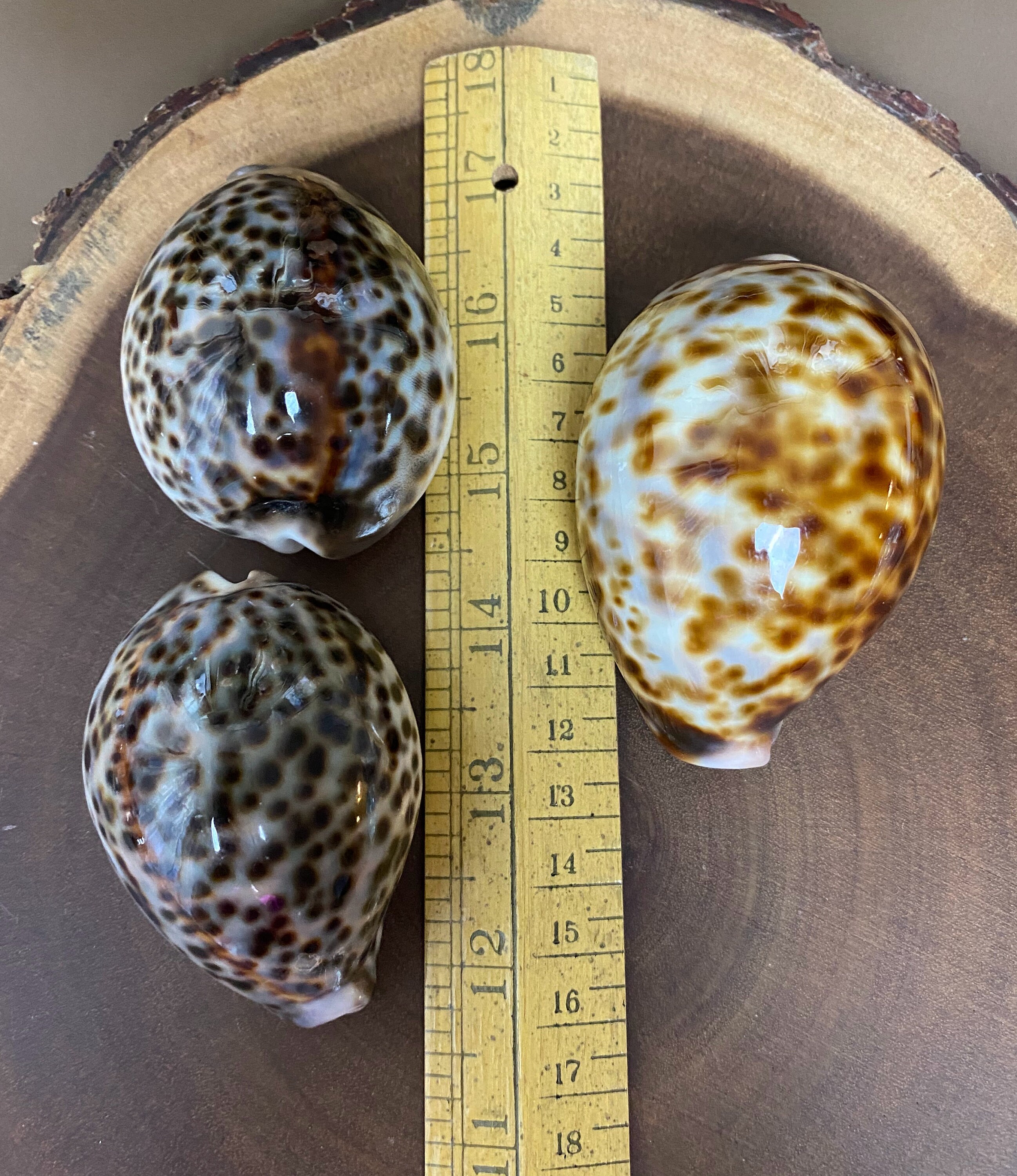 W0083 3個セット / 大型ヴィンテージ天然貝 / タイガータカラガイ