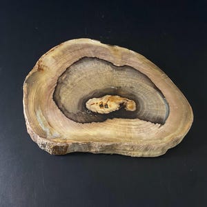 Petrified Wood Tray - Etsy