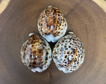 大型タイガータカラガイ Cypraea Tigris 貝殻 ~ 3インチ～3.5インチ