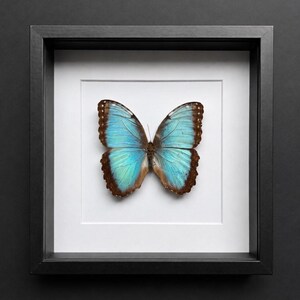 May include: A framed specimen of a Morpho butterfly featuring iridescent bright blue wings with dark brown borders. The butterfly is centered on a white mat board within a square black frame, creating a high-contrast display of the insect.
