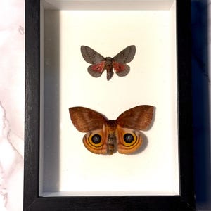 May include: A framed display featuring two preserved moths. The top moth is gray with red markings, while the bottom moth is brown with eye-like patterns on its wings. The frame is black, and the background is white.