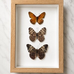 Framed Hamadryas fornax, 3 Orange Cracker Butterflies — Dorsal Display in 5x7 Oak Shadowbox