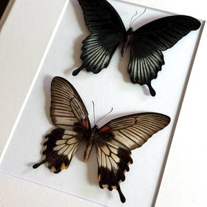 May include: Two preserved butterflies mounted on a white background. The top butterfly is solid black with subtle grey wing veins. The bottom butterfly features a tan and cream color palette with black wing edges, dark veins, and small orange accents.
