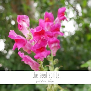 Whimsical Snapdragon | Antirrhinum | 25/50 seed blend