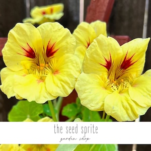 Mighty Vining Nasturtium | 10/20 seeds