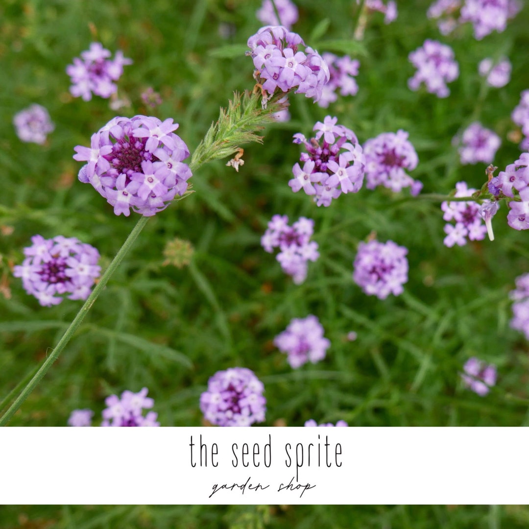 Wistful Praire Verbena Purple Verbena Moradilla 1/4 or 1/2 Tsp Etsy