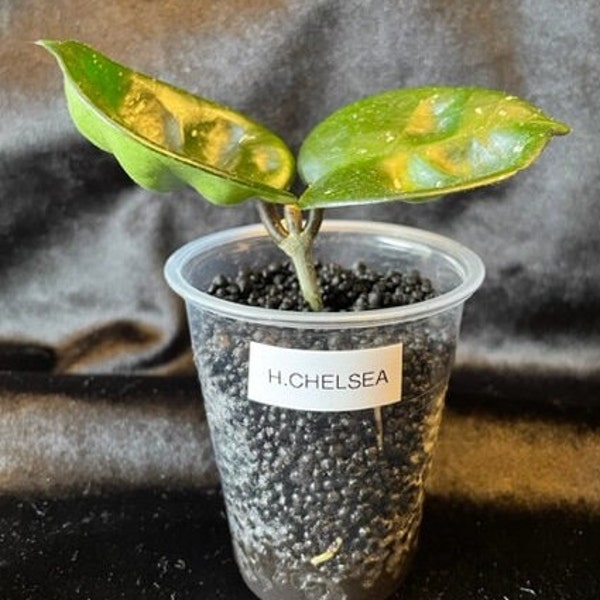 Hoya Chelsea - Rooted Cutting