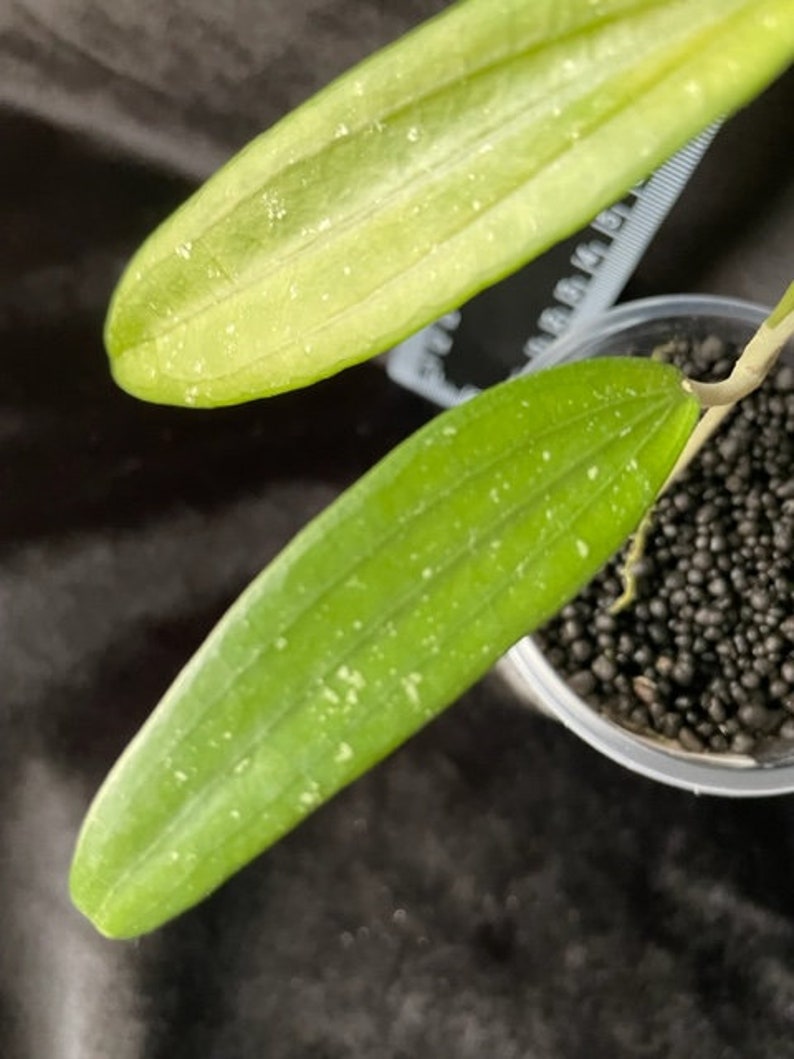 Hoya Rindu Rafflesia Rooted Cutting - Etsy