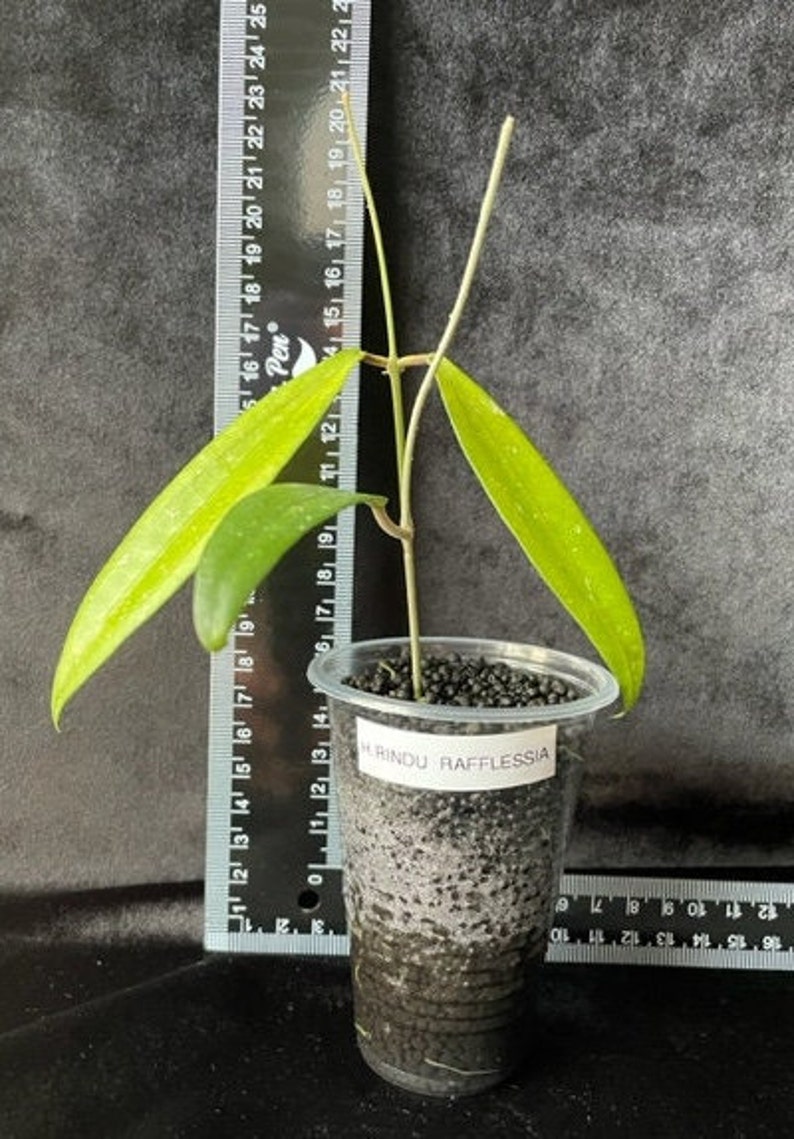 Hoya Rindu Rafflesia Rooted Cutting - Etsy